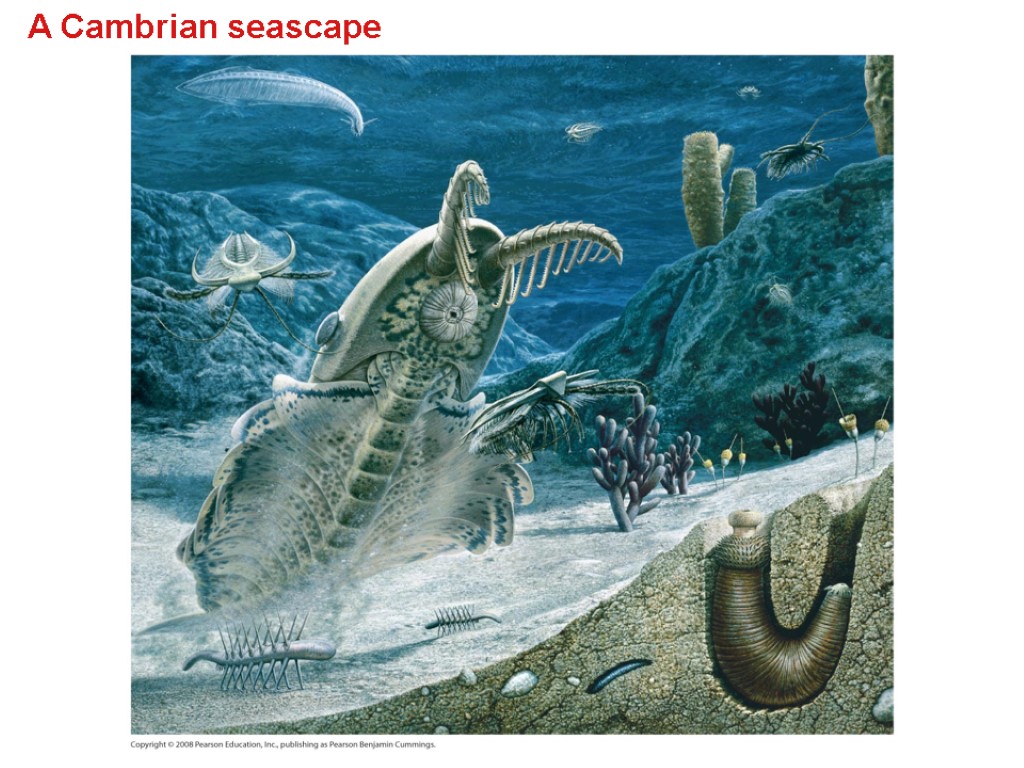 A Cambrian seascape